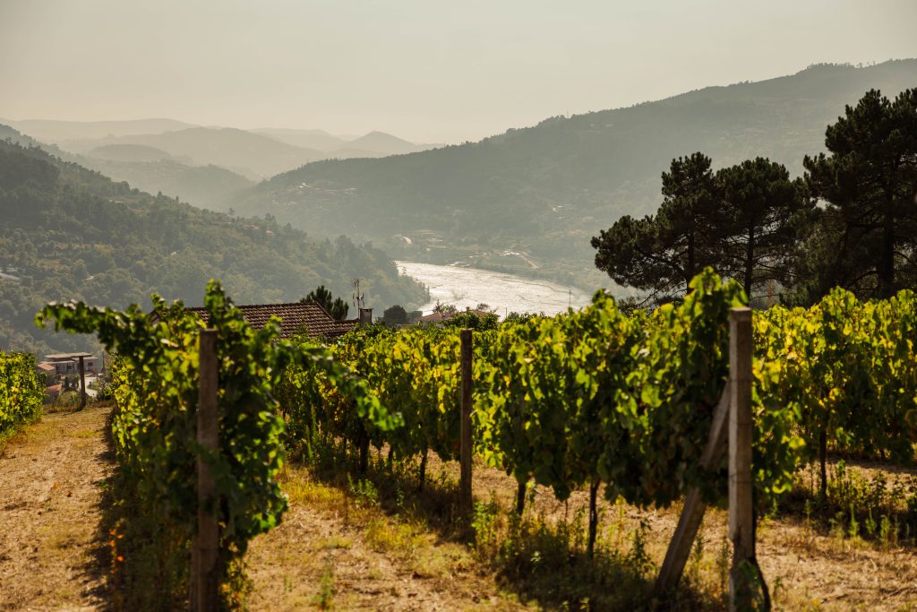 quinta do paco sao lourenco do douro, porto, portugal