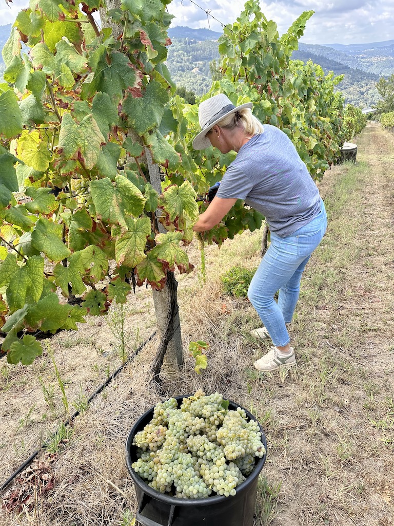 Harvesting at Quinta do Paço, São Lourenço do Douro, Portugal