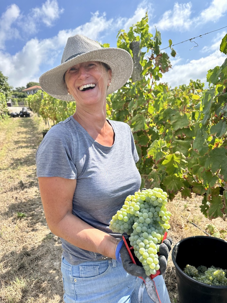 Harvesting at Quinta do Paço, São Lourenço do Douro, Portugal