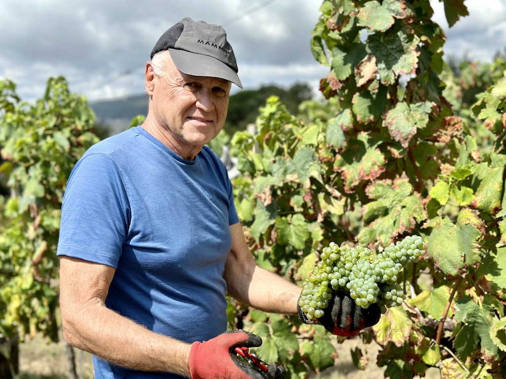 Harvesting at Quinta do Paço, São Lourenço do Douro, Portugal