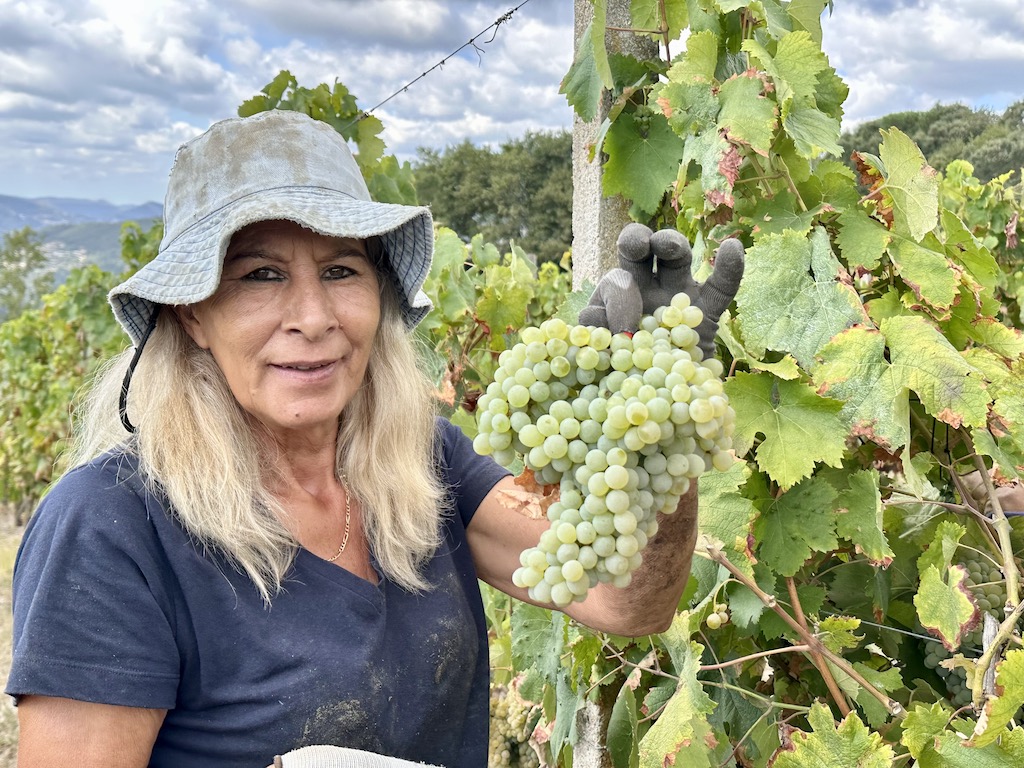 Harvesting at Quinta do Paço, São Lourenço do Douro, Portugal